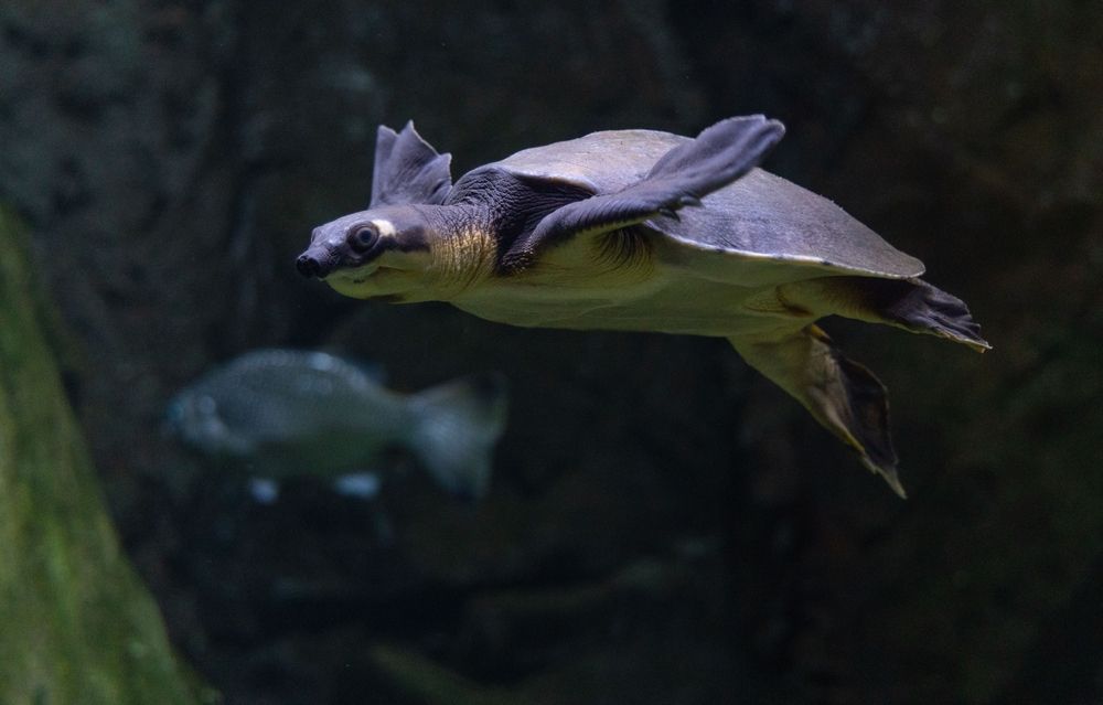 Historical_Background_Cairns_00bc188339