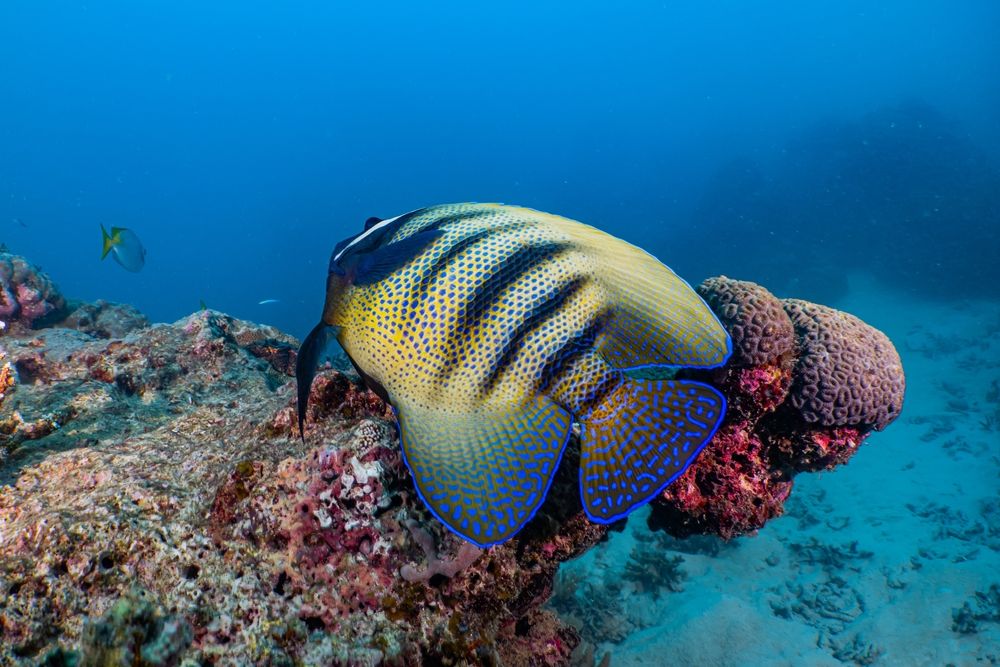 City_attrcation_aquarium_Port_Douglas_01f2ba684d