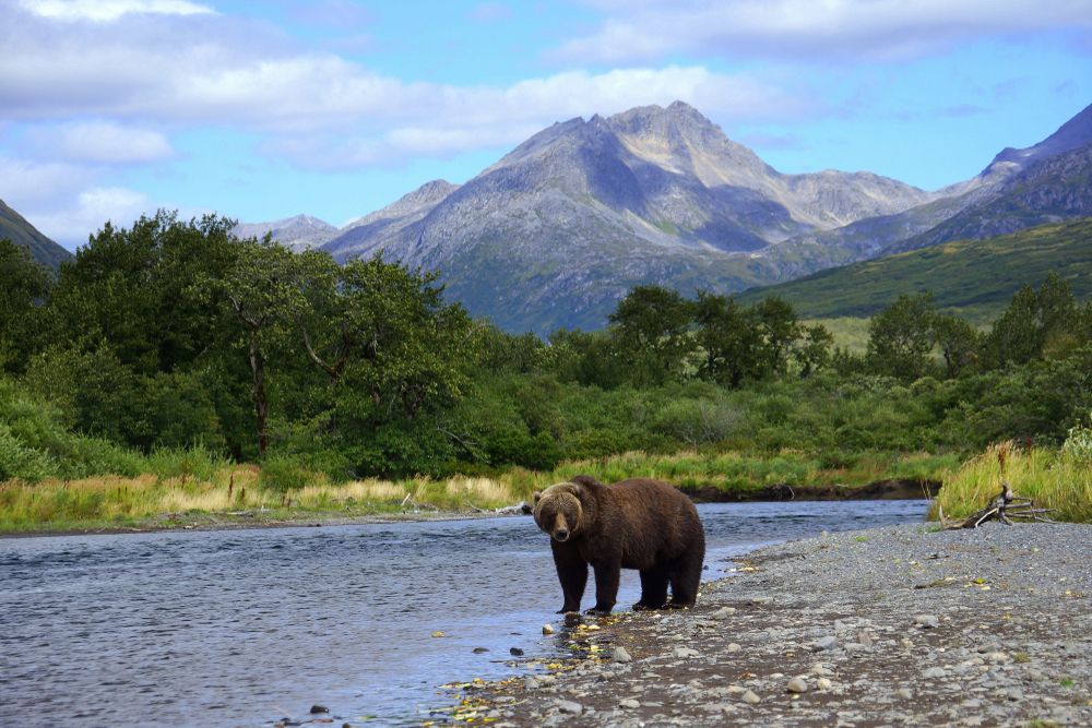 Historic_Background_Kodiak_19da4f9700