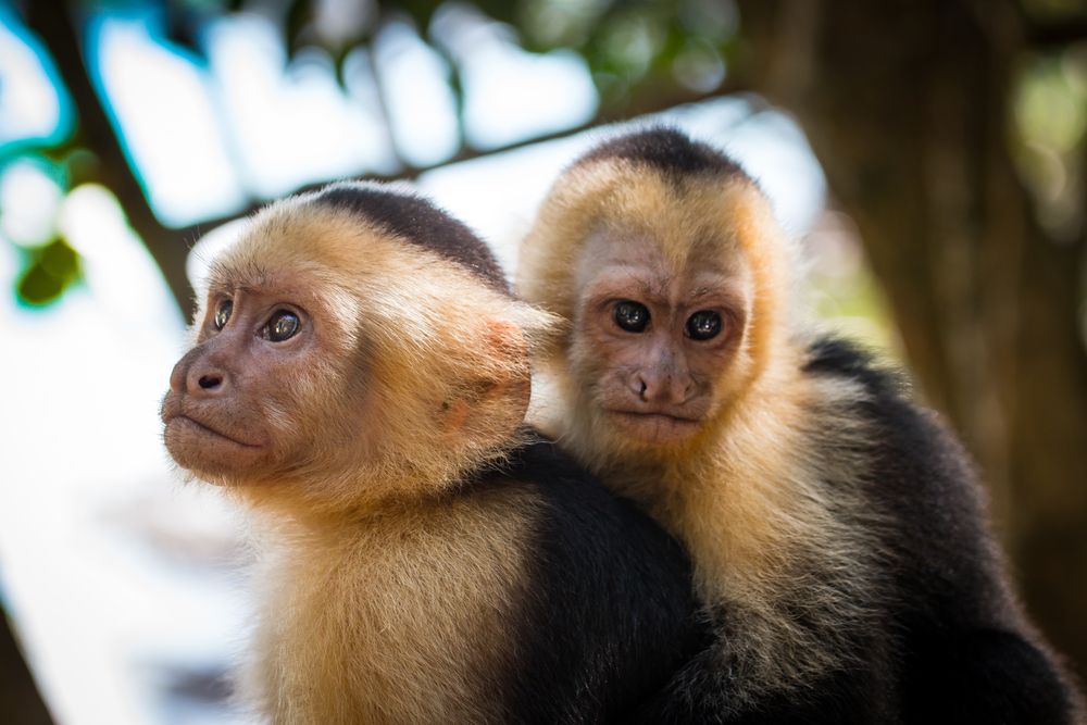 Kids_Attractions_Limon_f7949e9d0c