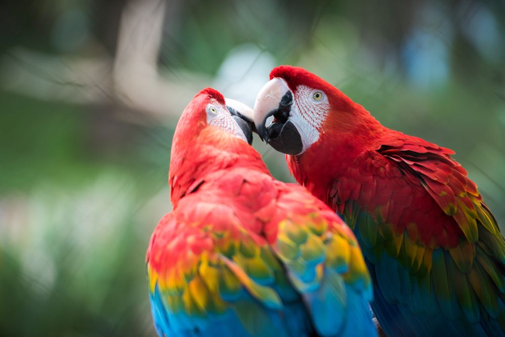 Red_macaws_139d6b9c61